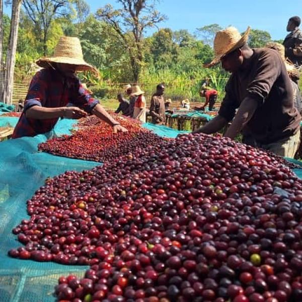 Farmer Stories and Community Impact